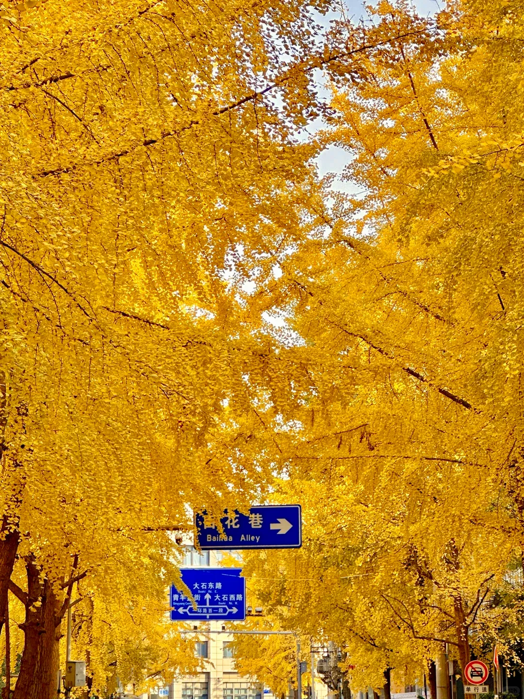 Golden ginkgo trees lining a Chengdu street in autumn — the city's most photogenic season (October–November)