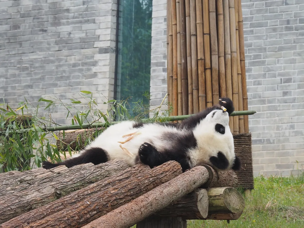 Giant panda sitting and eating bamboo in soft morning light at the Chengdu Research Base